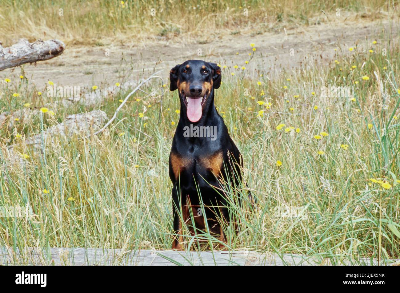 Ein Dobermann, der hinter einem Baumstamm in hohem Gras mit gelben Wildblumen sitzt Stockfoto