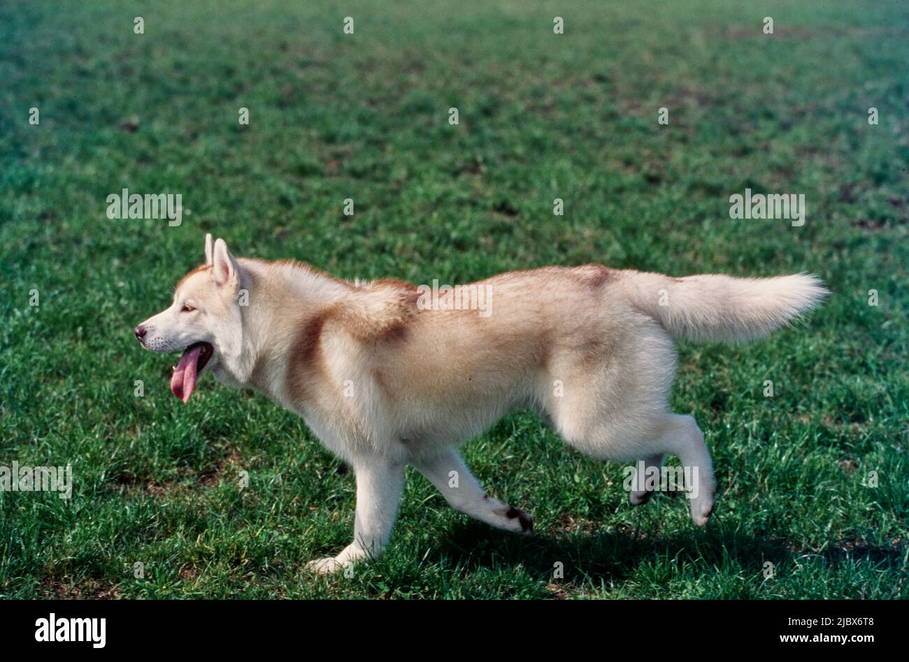 Sibirischer Husky auf Gras Stockfoto