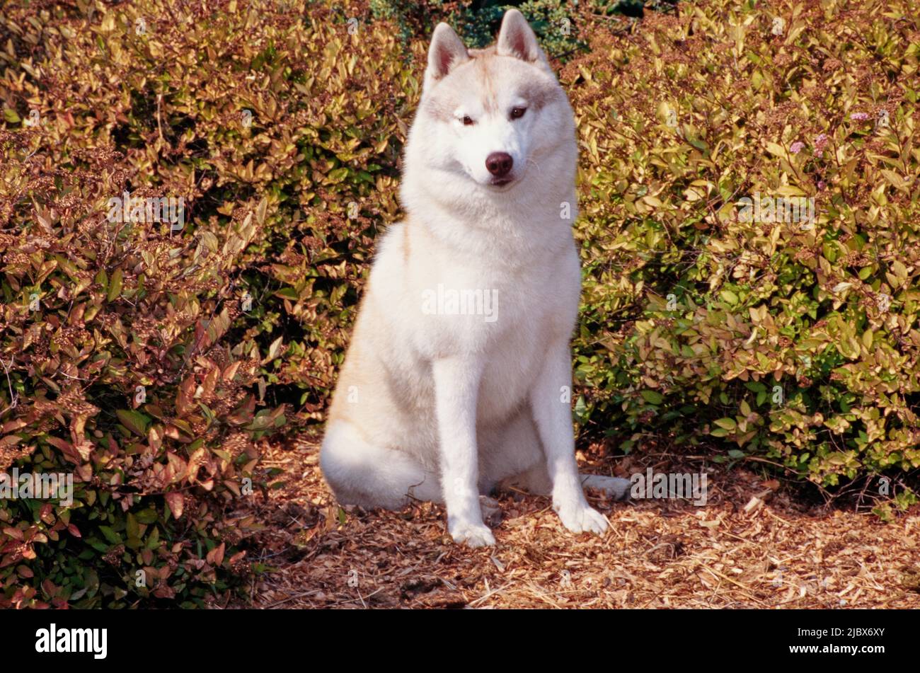 Sibirischer Husky auf Mulch Stockfoto