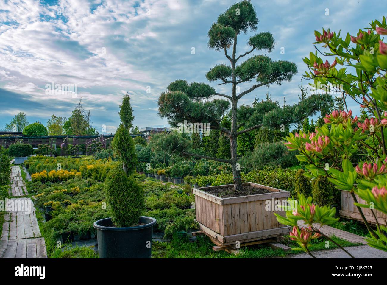 Erstaunliche topiary Topfbäume (Niwaki-Stil - sehen aus wie "Wolken am Himmel") in der Baumschule in Moskau Oblast: Topfkiefern und Thujas, Spruz Stockfoto