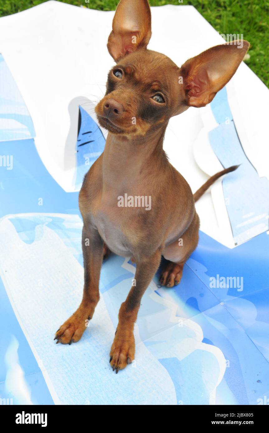 Ein süßer, kleiner, russischer Spielzeug-Terrier-Hund. Stockfoto