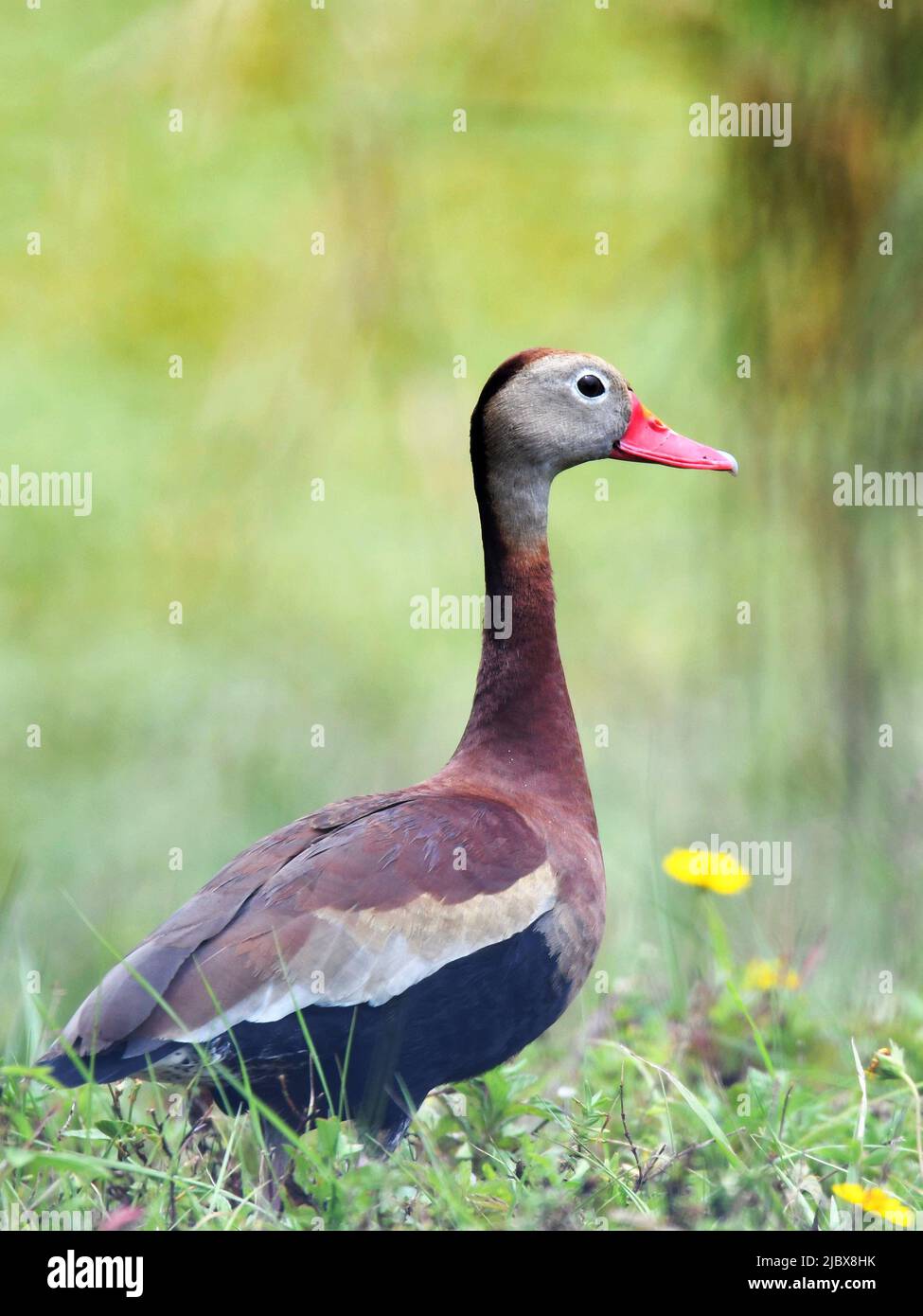 Schwarzbauchente in Feuchtgebieten Stockfoto