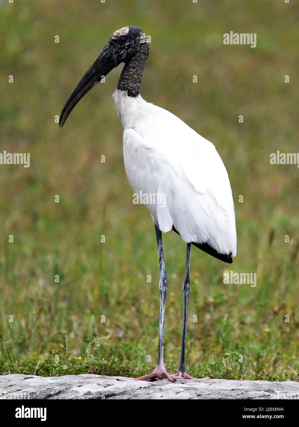Majestätischer Holzstorch Stockfoto