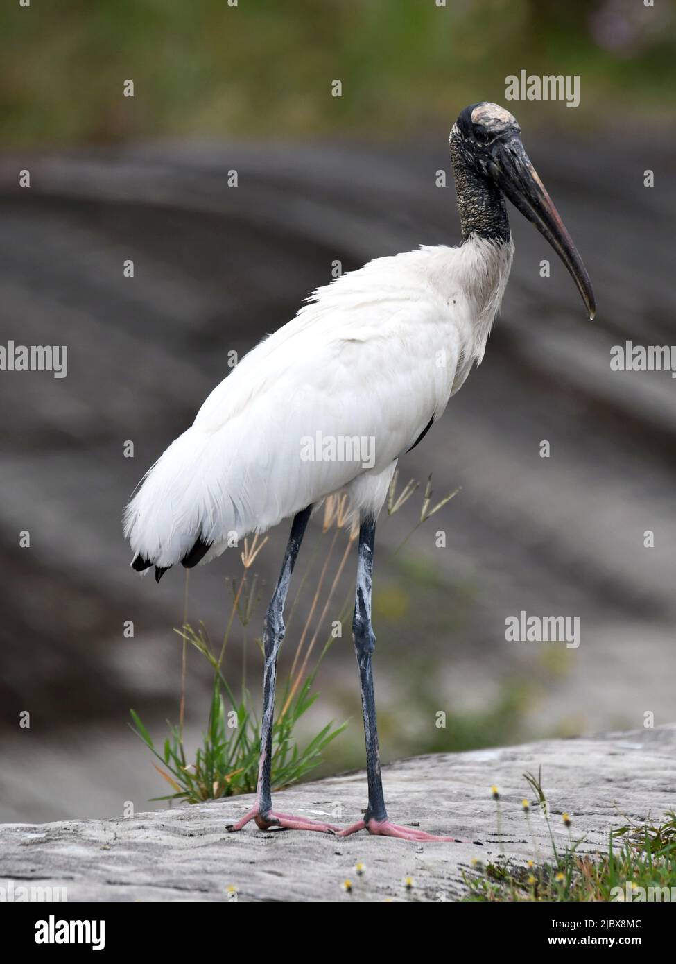 Eineinziger Holzstorch Stockfoto