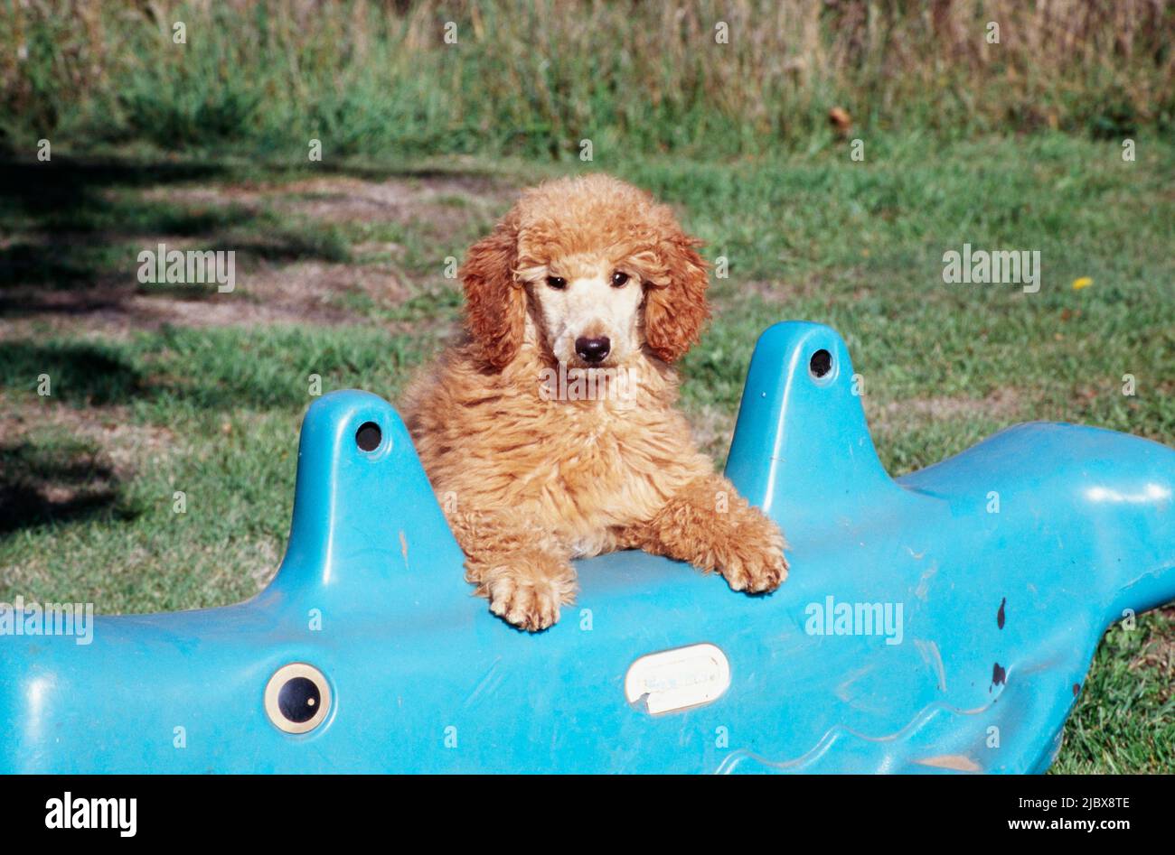 Ein normaler Pudel-Welpe, der seine Pfoten auf einem blauen Spielzeug ruht Stockfoto