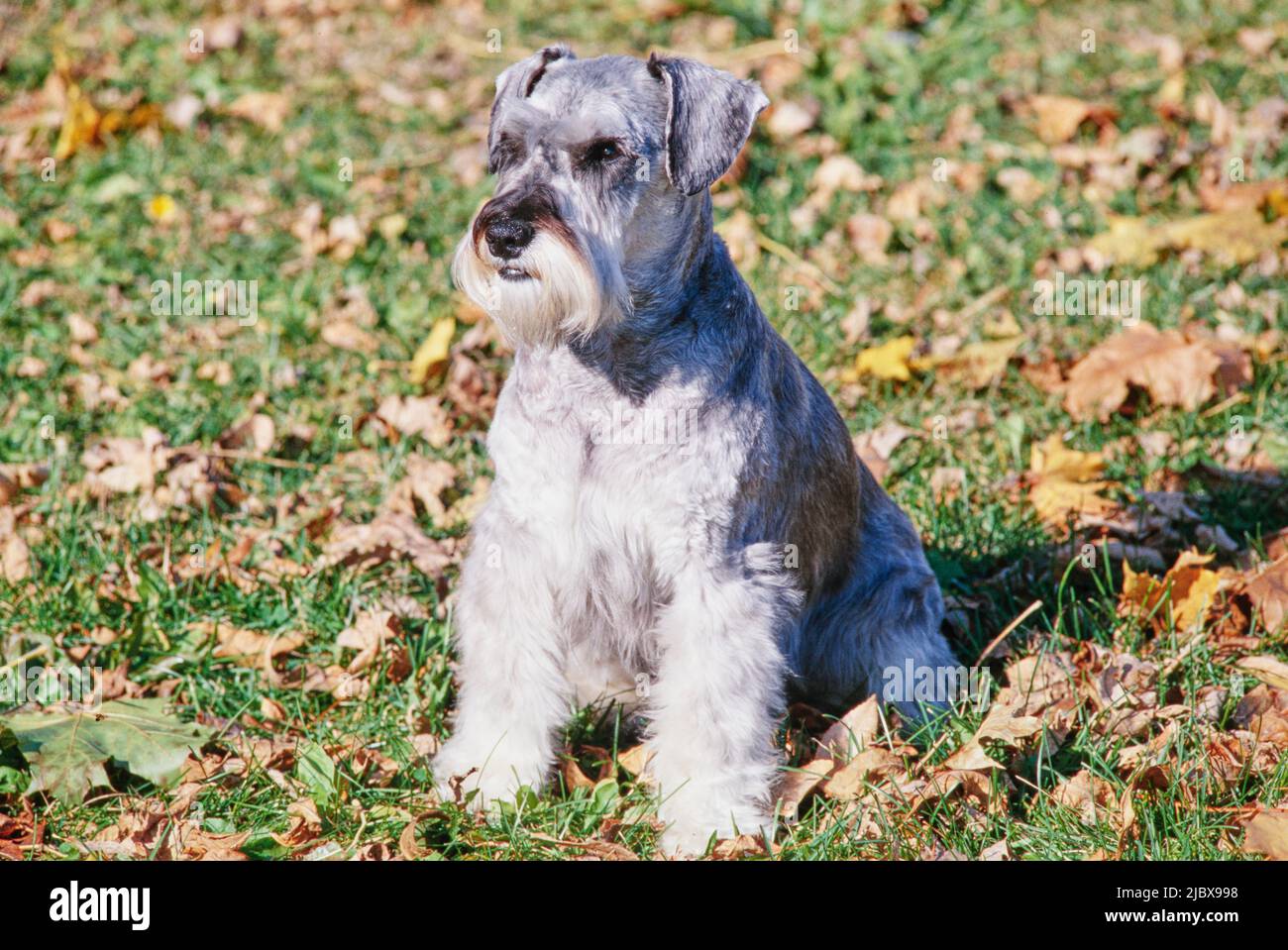 Ein Schnauzer, der im Gras und in den Blättern sitzt Stockfoto