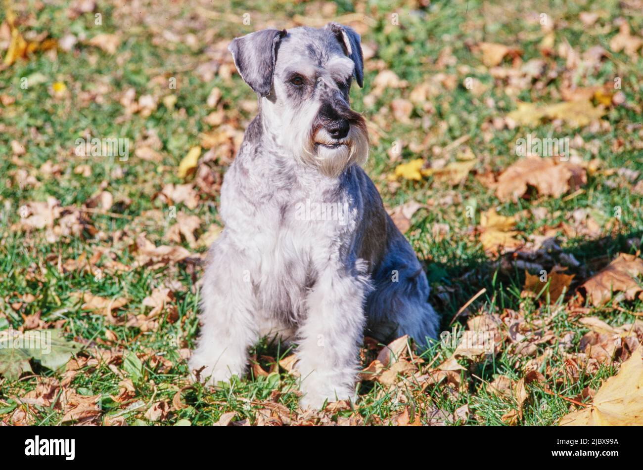 Ein Schnauzer, der im Gras und in den Blättern sitzt Stockfoto