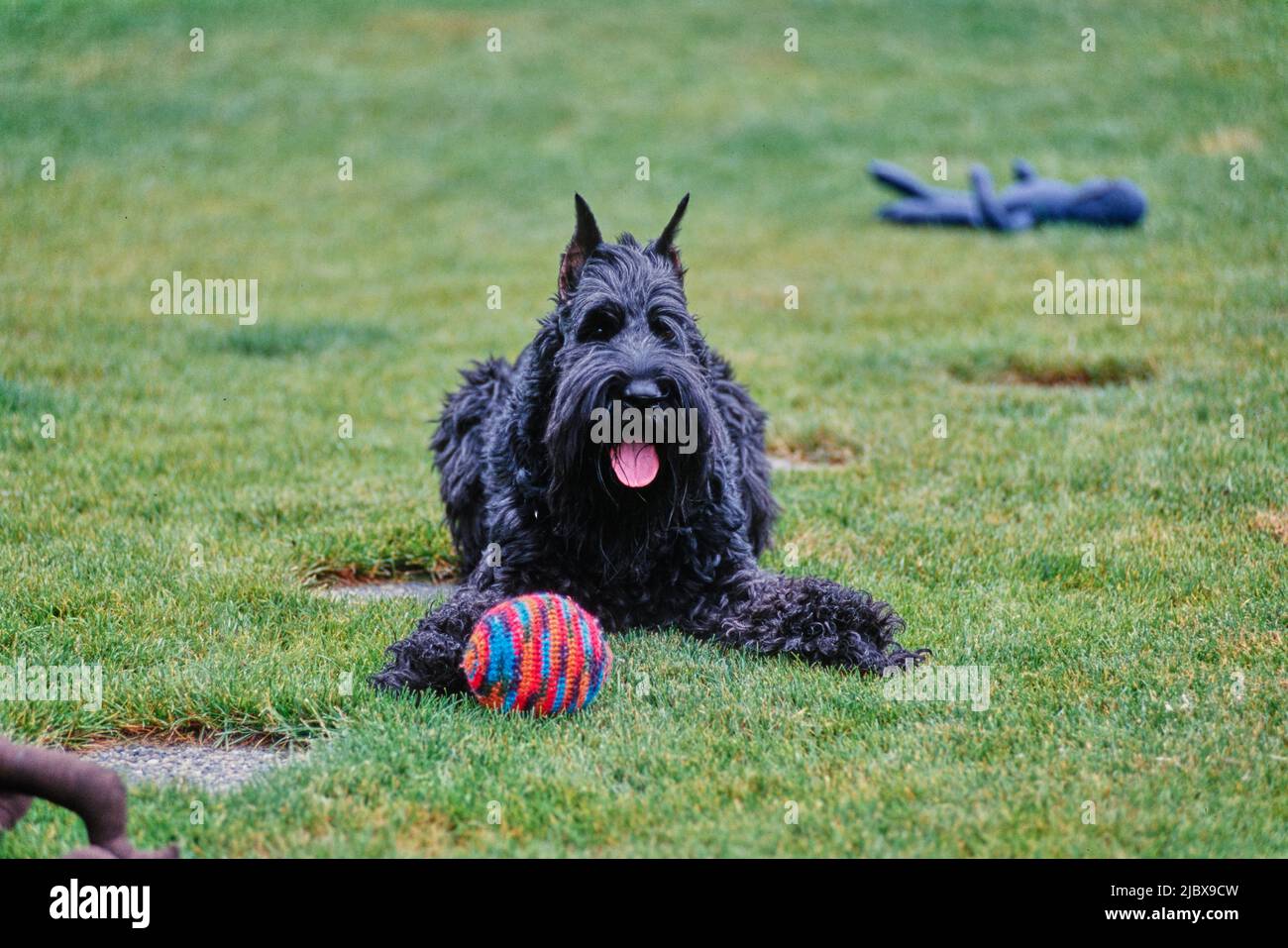 Ein Schnauzer liegt im Gras mit Stoffspielzeug Stockfoto