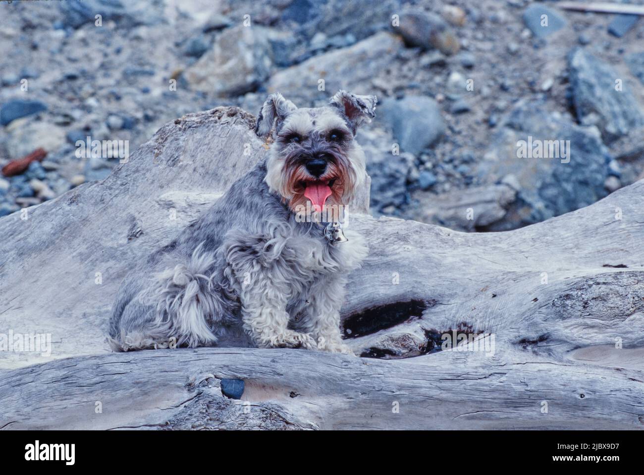 Ein Schnauzer, der auf einem großen Stück Treibholz sitzt Stockfoto