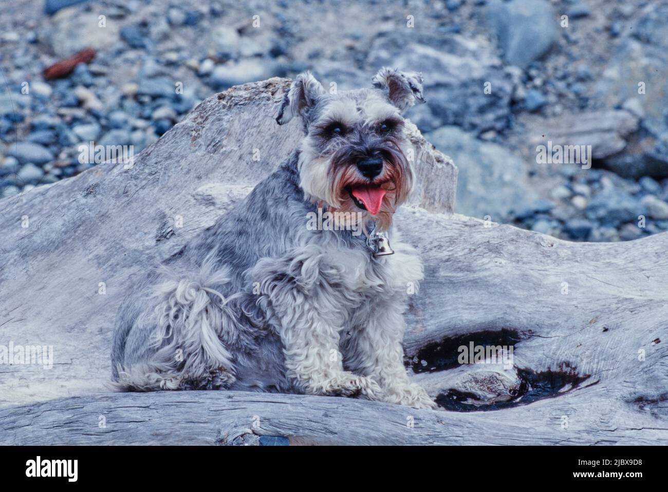 Ein Schnauzer, der auf einem großen Stück Treibholz sitzt Stockfoto