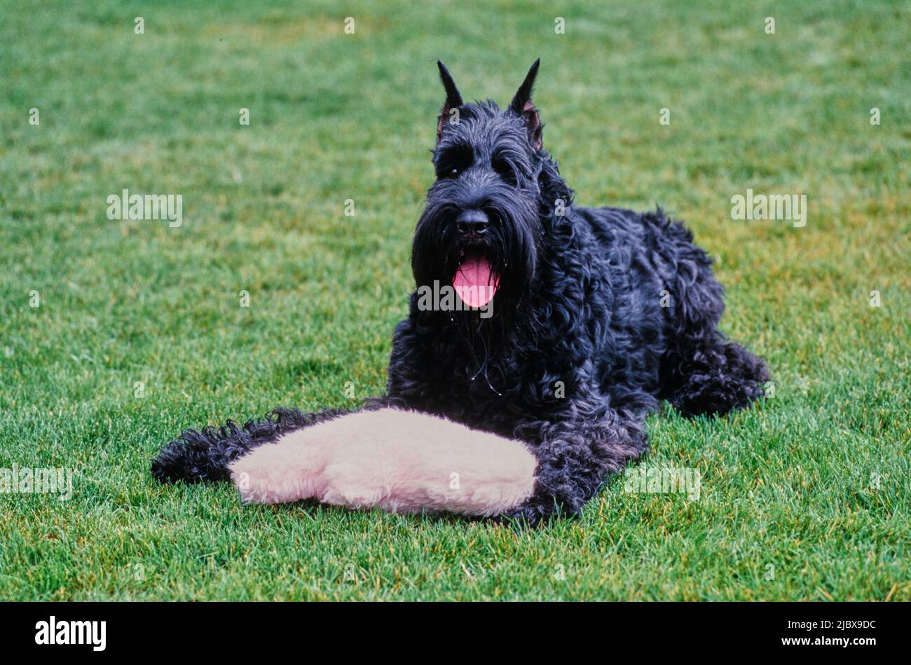 Ein Schnauzer liegt im Gras mit einem Stofftier Stockfoto