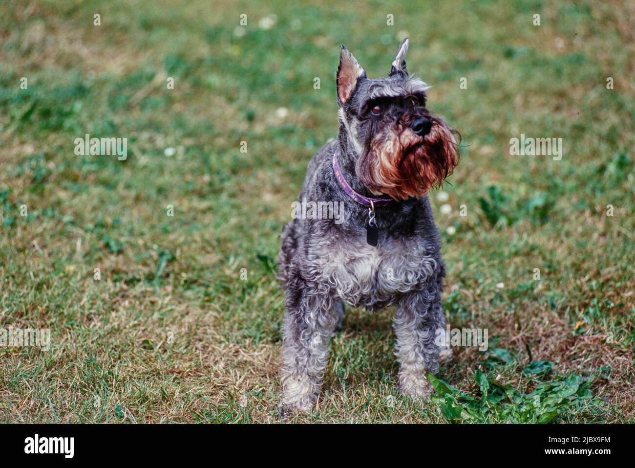 Ein Schnauzer steht im Gras Stockfoto