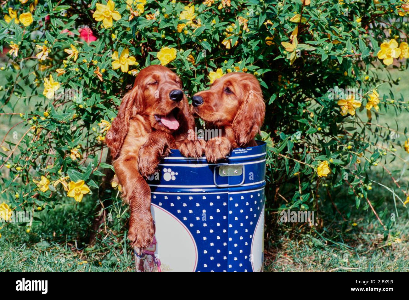 Ein Paar irischer Setter-Welpen im Metalleimer vor einer gelben, mit Blumen bedeckten Pflanze Stockfoto