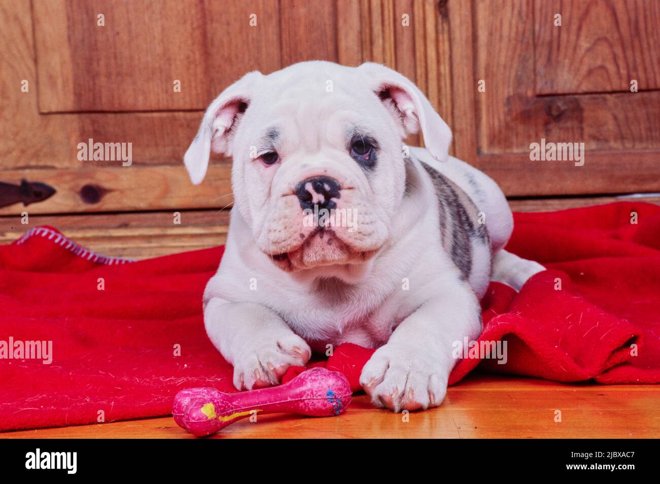 Ein englischer Bulldog-Welpe auf einer roten Decke mit einem Kauspielzeug Stockfoto