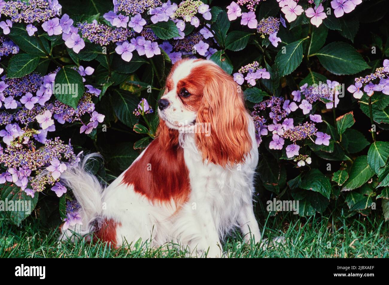 Ein Kavalier König Charles Spaniel sitzt in einem Garten mit lila Blumen Stockfoto