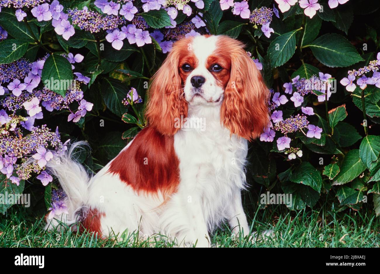 Ein Kavalier König Charles Spaniel sitzt in einem Garten mit lila Blumen Stockfoto
