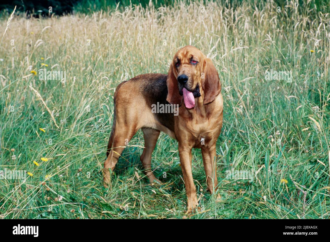 Ein Bluthund, der auf einem hohen, grasbewachsenen Feld mit gelben Wildblumen steht Stockfoto