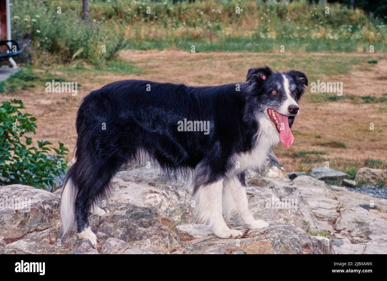 Ein Border Collie, der auf einem großen Felsen steht Stockfoto