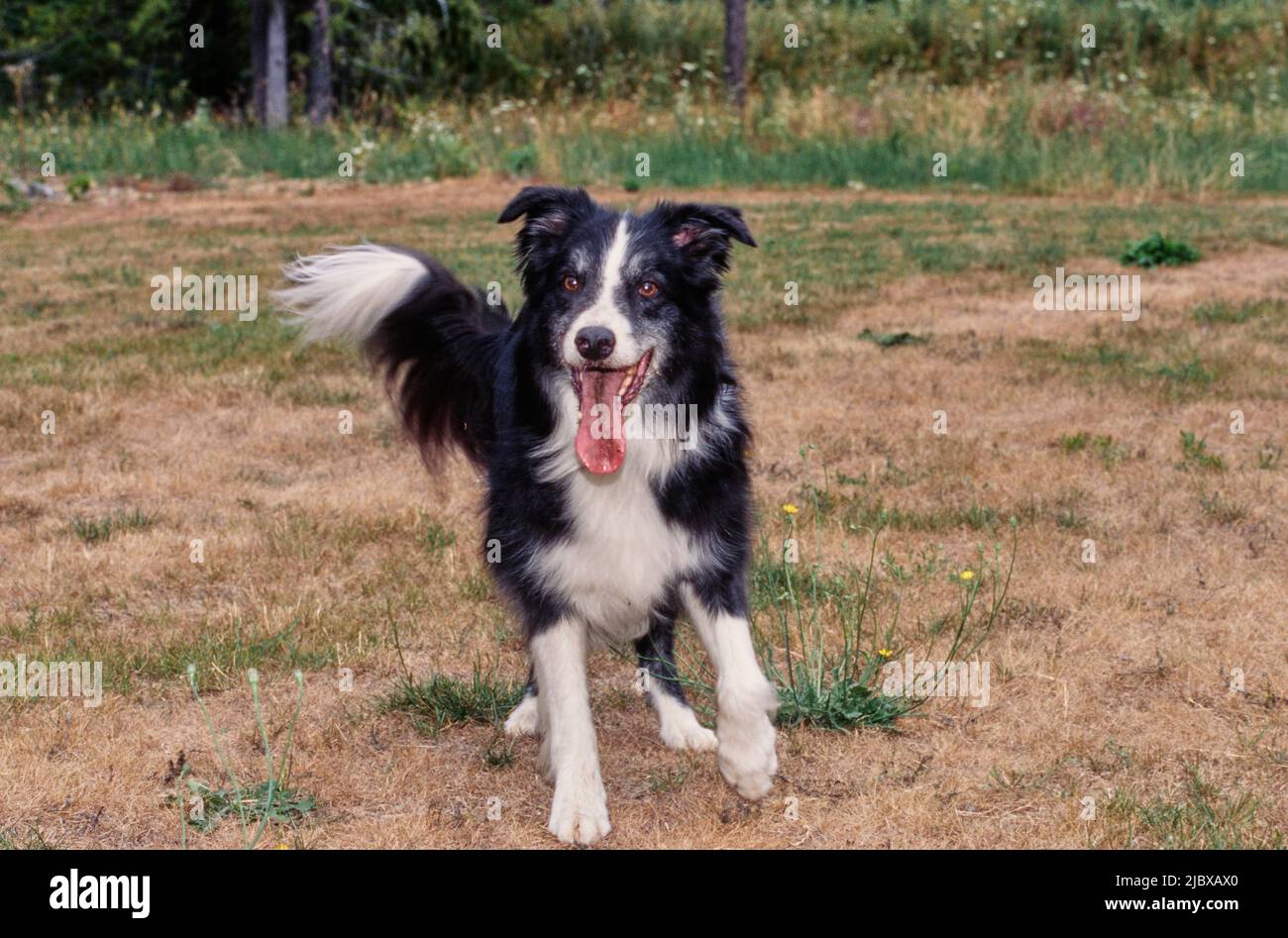 Ein Border Collie, der auf einem trockenen Grasfeld steht Stockfoto