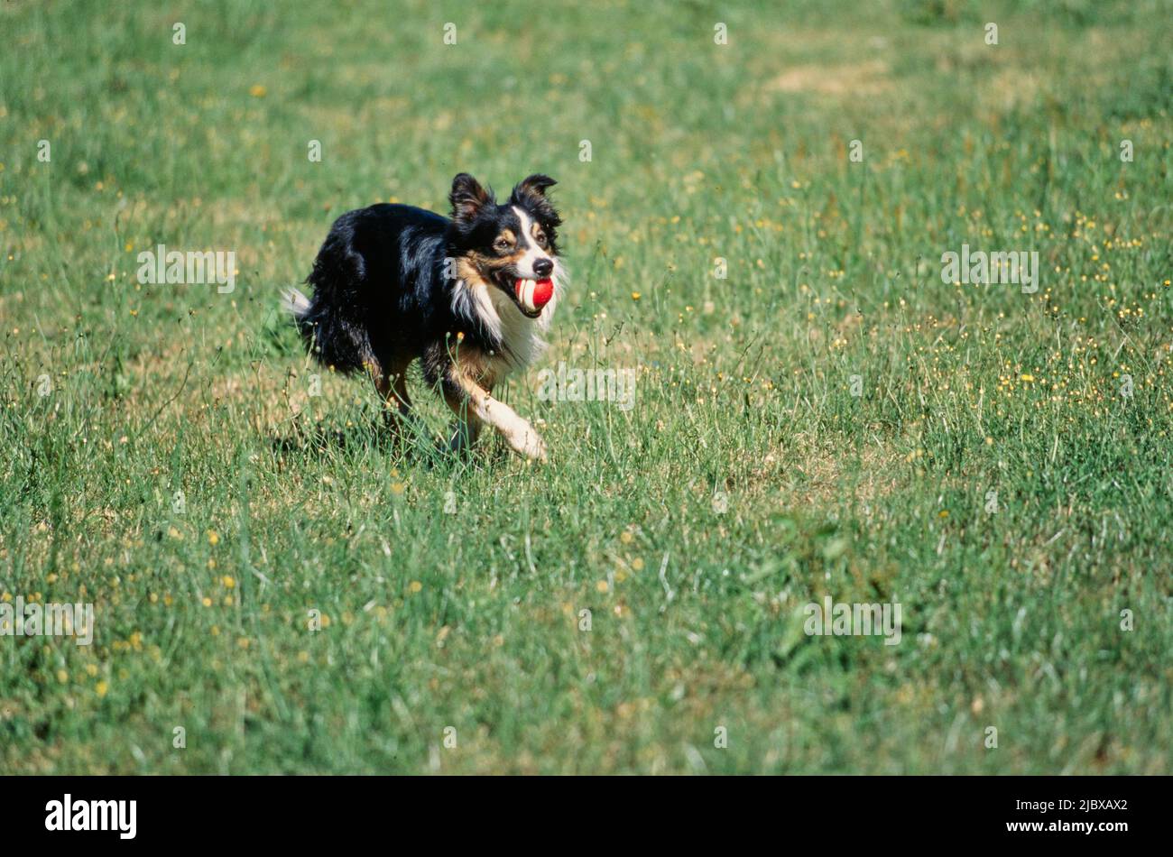 Ein Border Collie, der durch ein grünes Grasfeld mit einer roten Kugel im Mund läuft Stockfoto