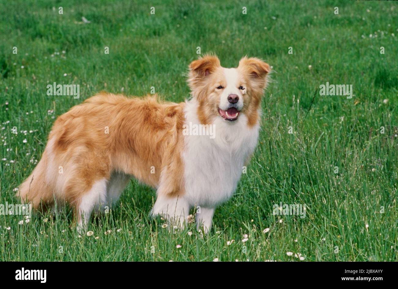 Ein Border Collie, der im grünen Gras mit weißen Wildblumen steht Stockfoto