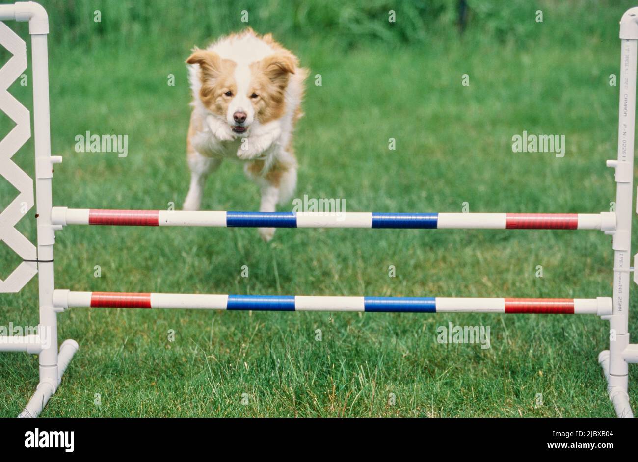 Ein Border Collie, der eine Agility Course-Hürde überspringt Stockfoto