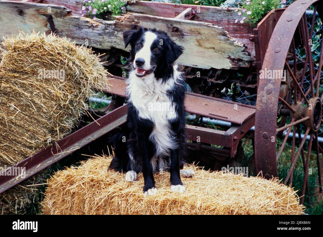 Ein Border Collie sitzt auf einem Heuballen mit einem alten Wagen im Hintergrund Stockfoto