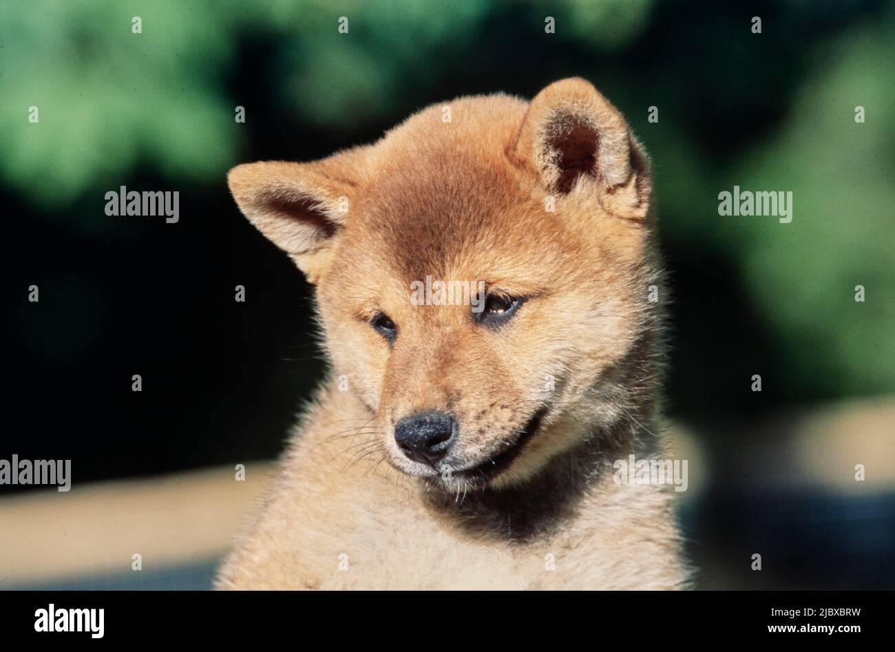 Nahaufnahme eines Shiba Inu Welpen Stockfoto