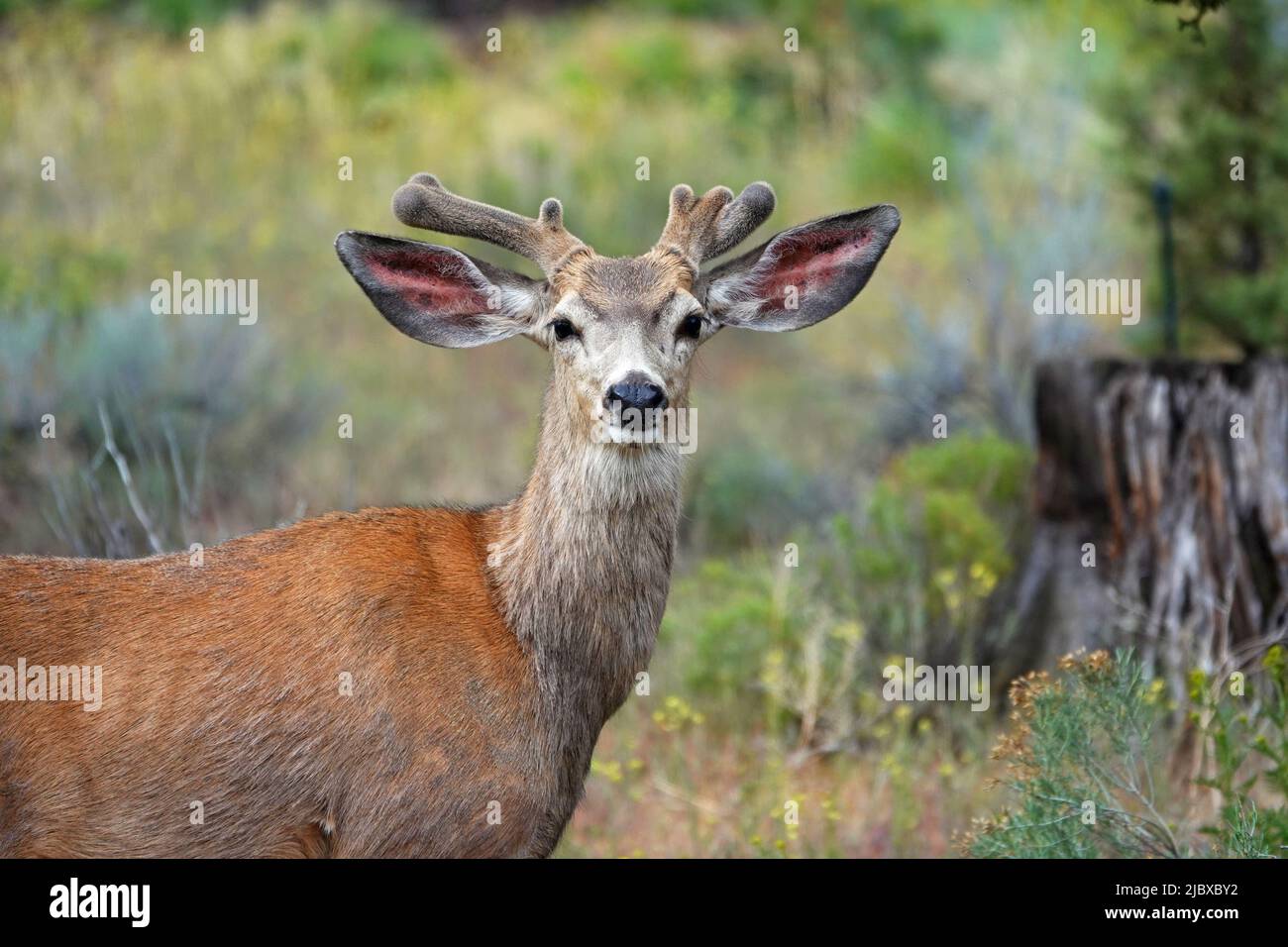 Ein junger Schwarzer Hirschbock mit Geweihen, bedeckt mit Samtbräunchen, auf einem Feld mit wildem Senf im Zentrum von Oregon. Stockfoto