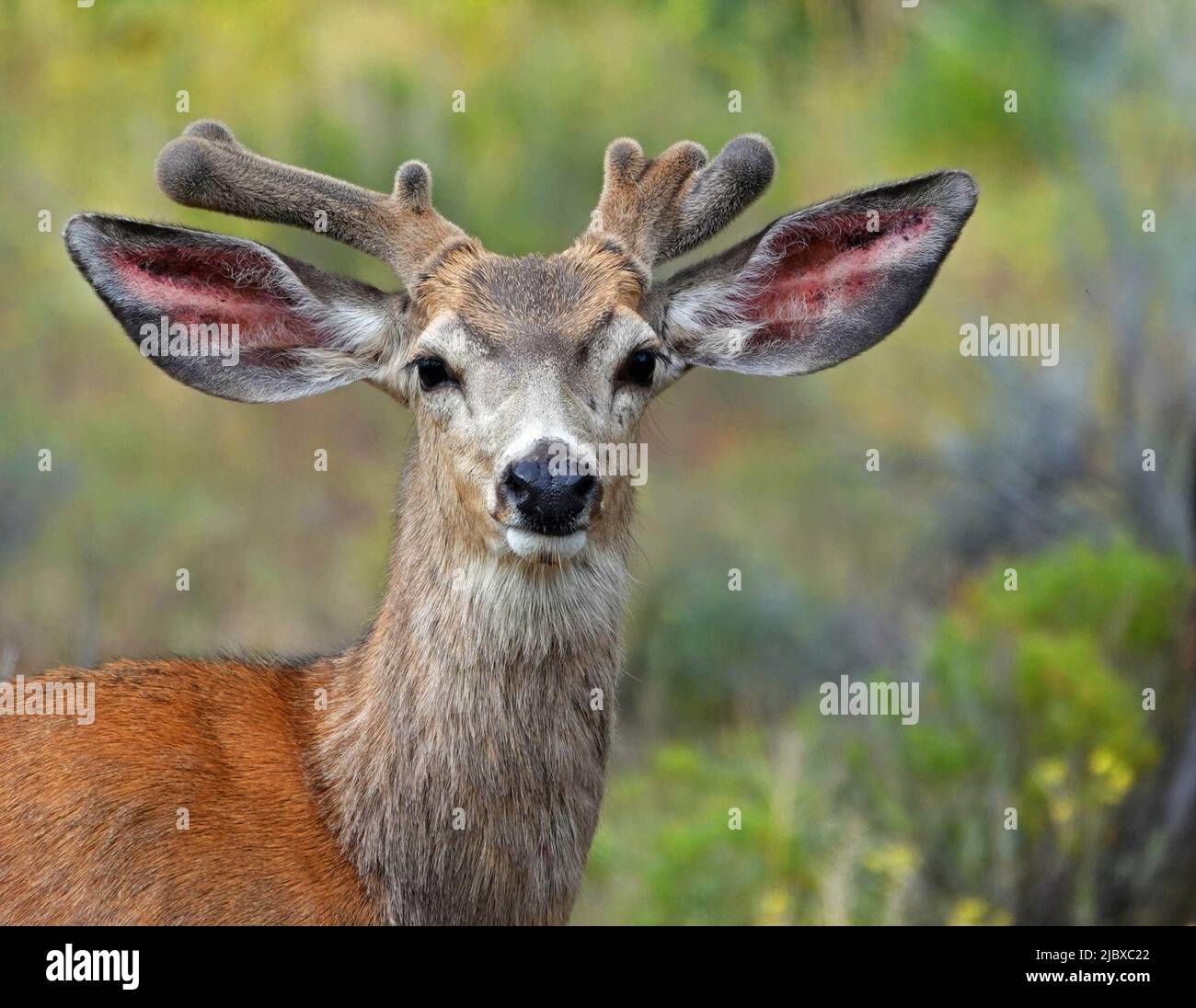 Ein junger Schwarzer Hirschbock mit Geweihen, bedeckt mit Samtbräunchen, auf einem Feld mit wildem Senf im Zentrum von Oregon. Stockfoto