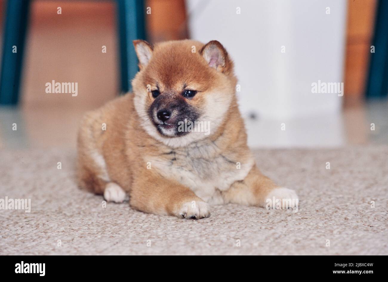 Ein Shiba Inu Welpe liegt auf dem Teppich Stockfoto