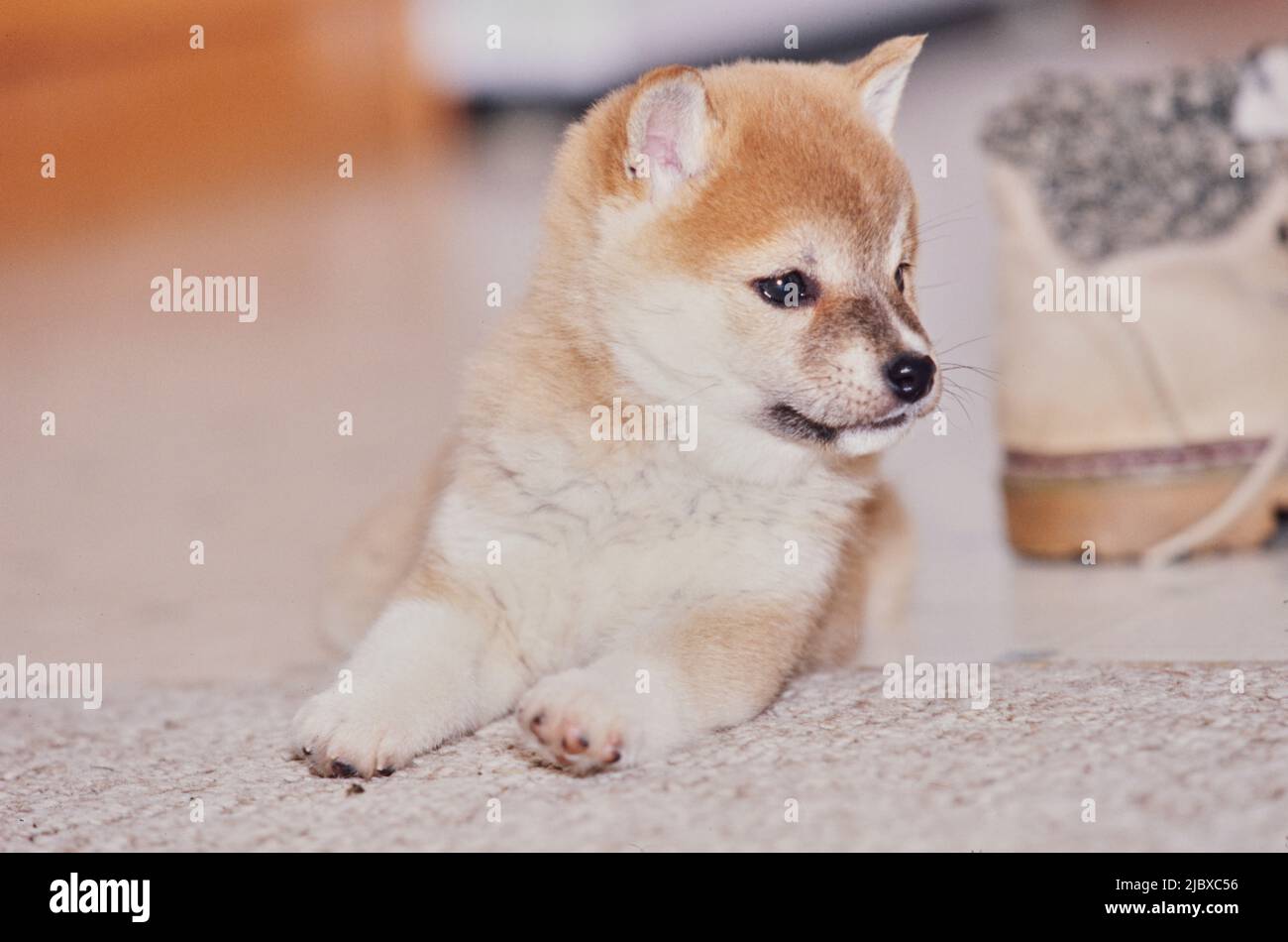 Ein Shiba-Inu-Welpe, der auf einem Teppich liegt Stockfoto