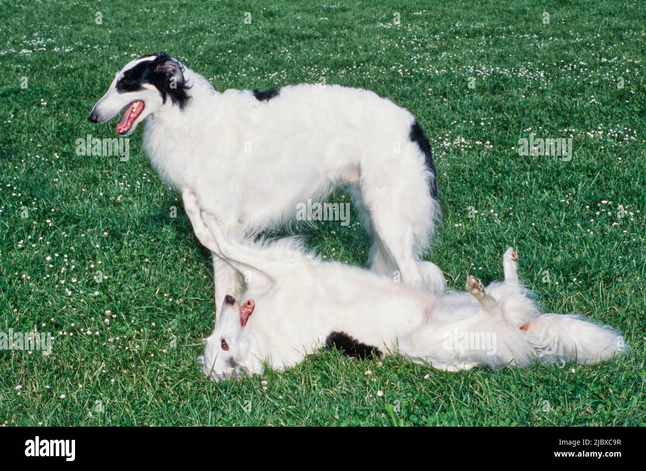 Ein Paar Barsoi-Hunde, die auf einem Feld aus grünem Gras und weißen Wildblumen spielen Stockfoto