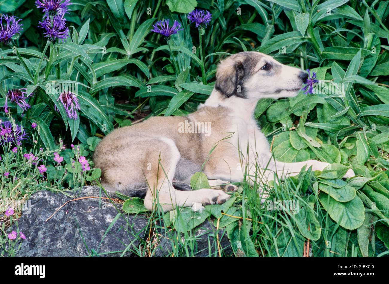 Ein Barsoi-Welpe, der im Gras liegt und eine violette Blume riecht Stockfoto