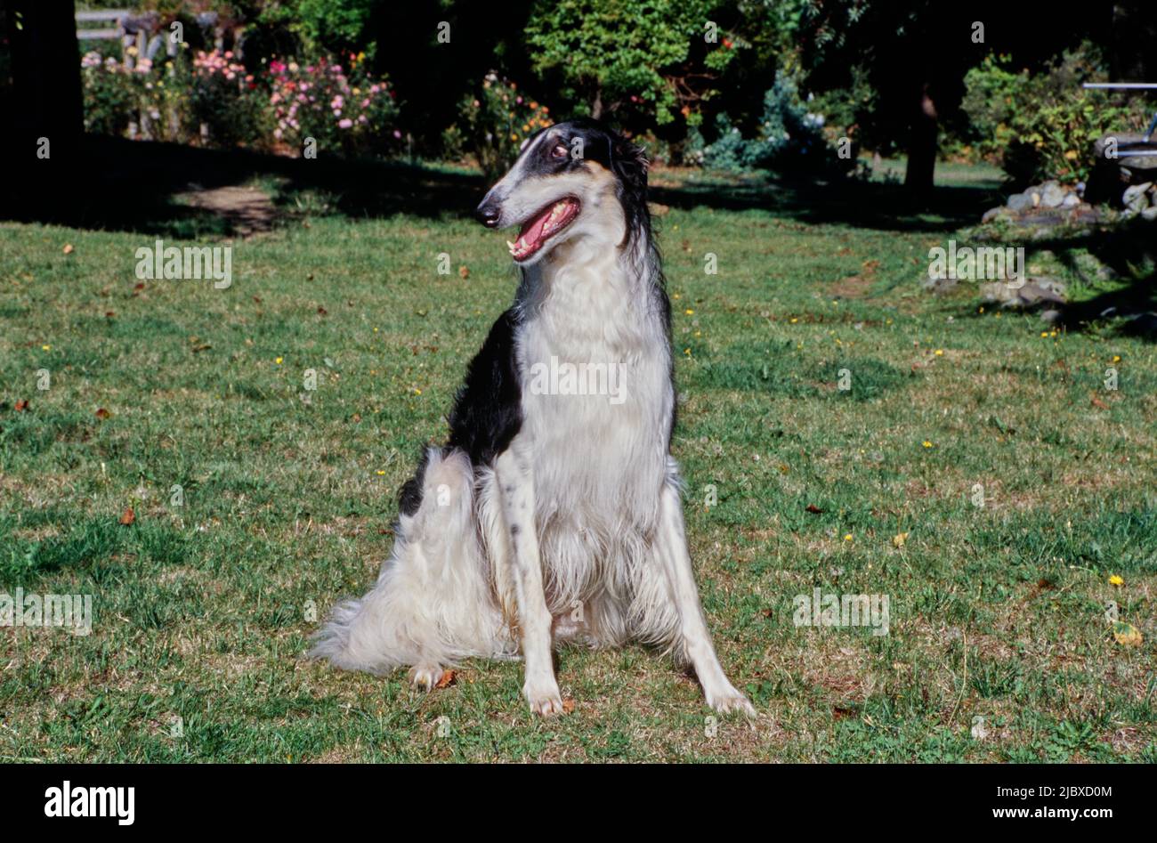 Ein Barsoi-Hund, der im Gras sitzt Stockfoto