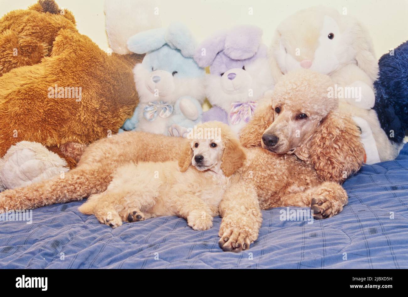 Ein Standard Pudel Welpen und seine Mutter mit Stoffspielzeug Stockfoto