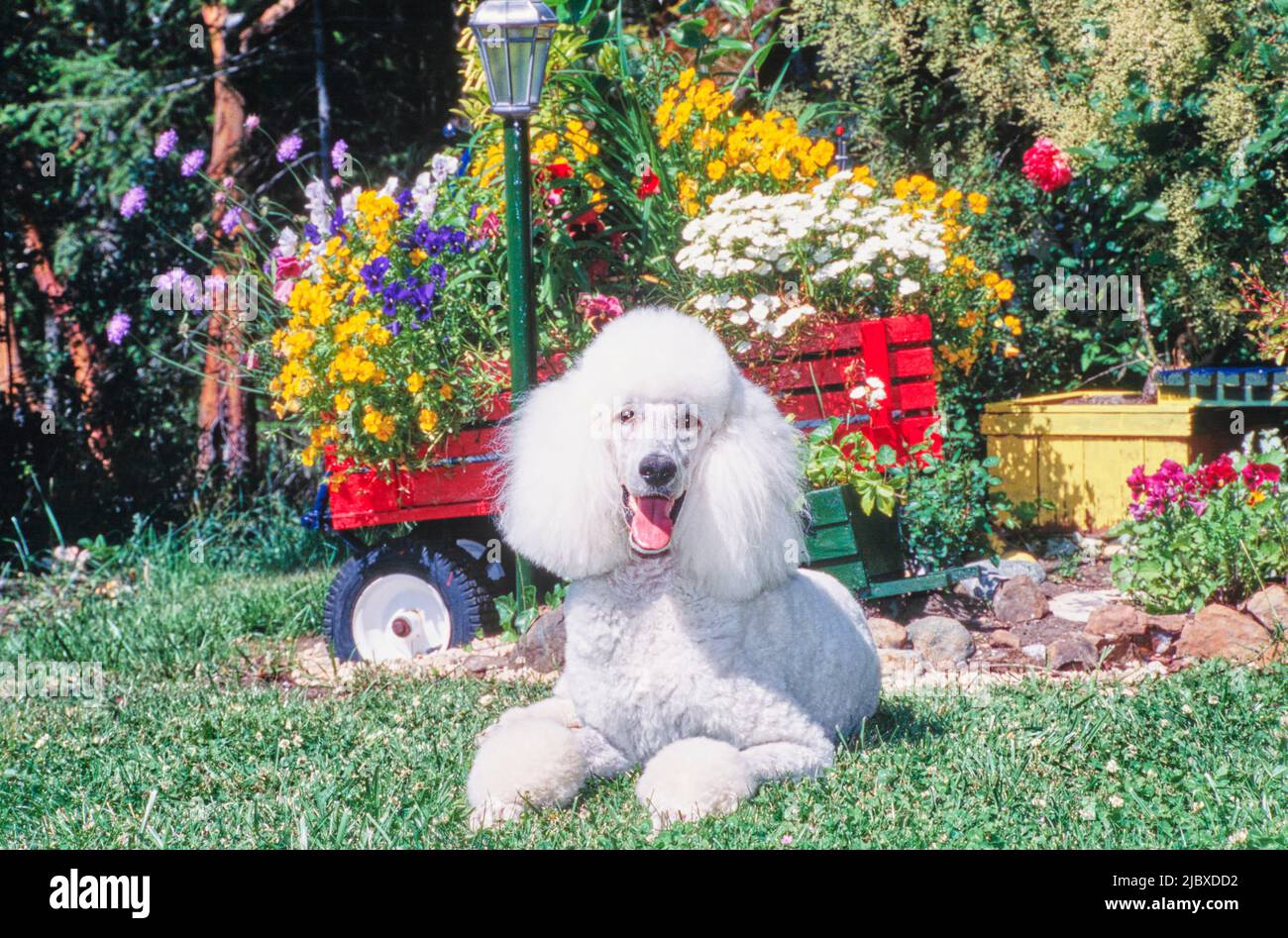 Ein normaler Pudel, der im Gras liegt und hinter dem ein farbenfroher Garten liegt Stockfoto