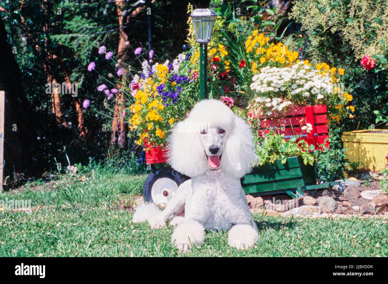 Ein normaler Pudel, der im Gras liegt und hinter dem ein farbenfroher Garten liegt Stockfoto