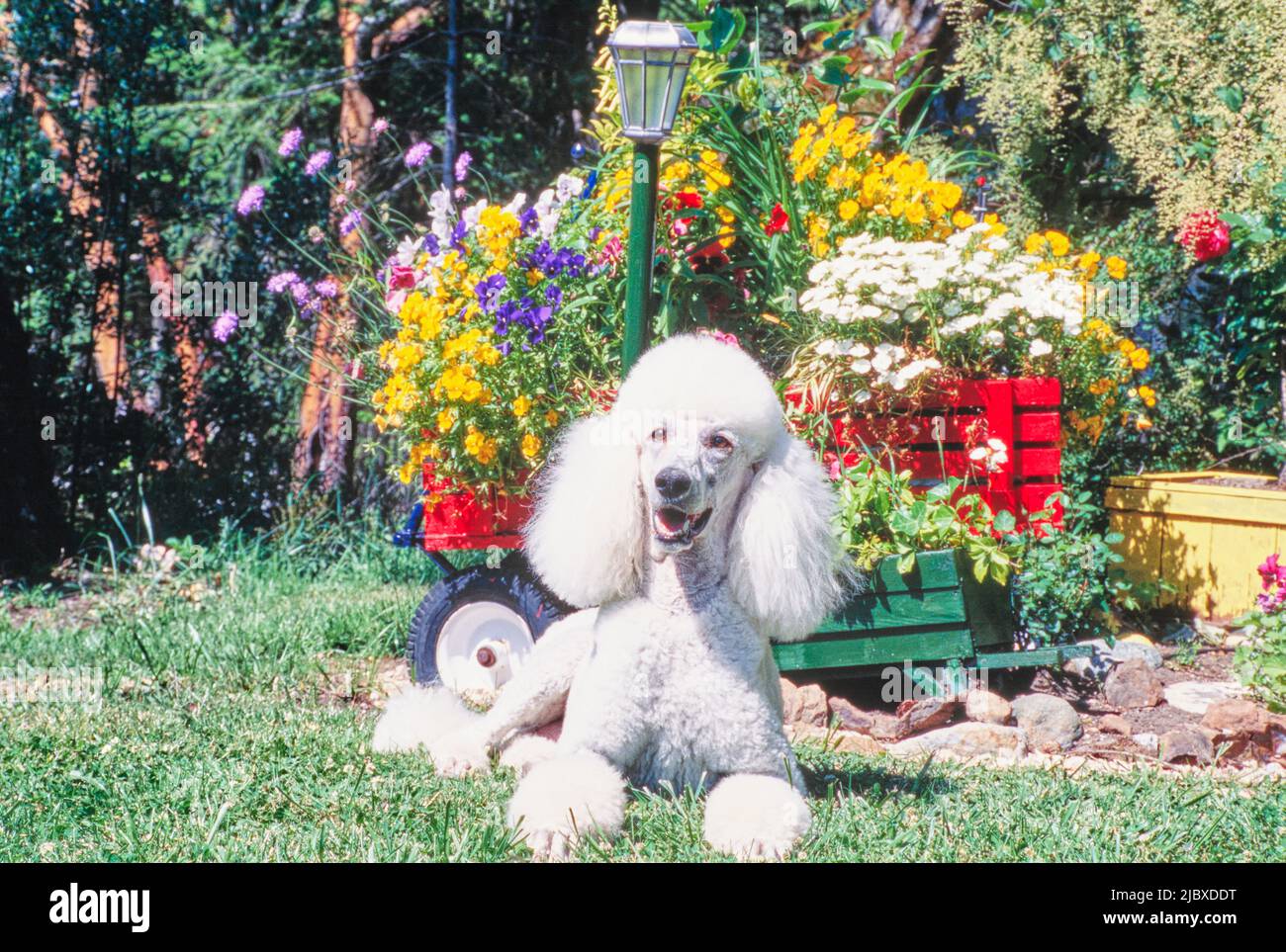Ein normaler Pudel, der im Gras liegt und hinter dem ein farbenfroher Garten liegt Stockfoto