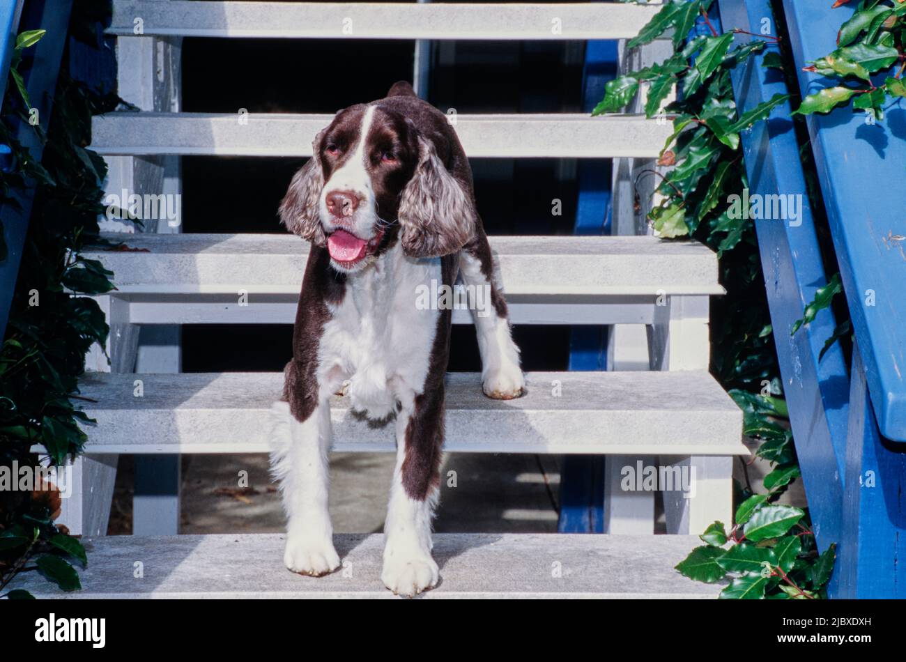 Ein englischer springer-Spaniel, der eine weiß gestrichene Treppe mit blauem Geländer hinuntergeht Stockfoto