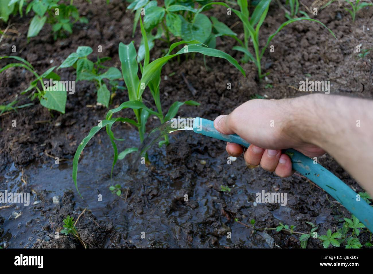 Mann wässern Mais im Garten mit einem Schlauch an einem Sommertag. Landwirtschaftliches Konzept. Nahaufnahme, selektiver Fokus Stockfoto