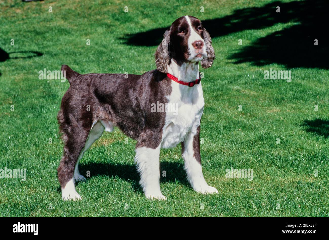 Ein englischer springer-Spaniel, der auf einem grünen Rasen steht Stockfoto