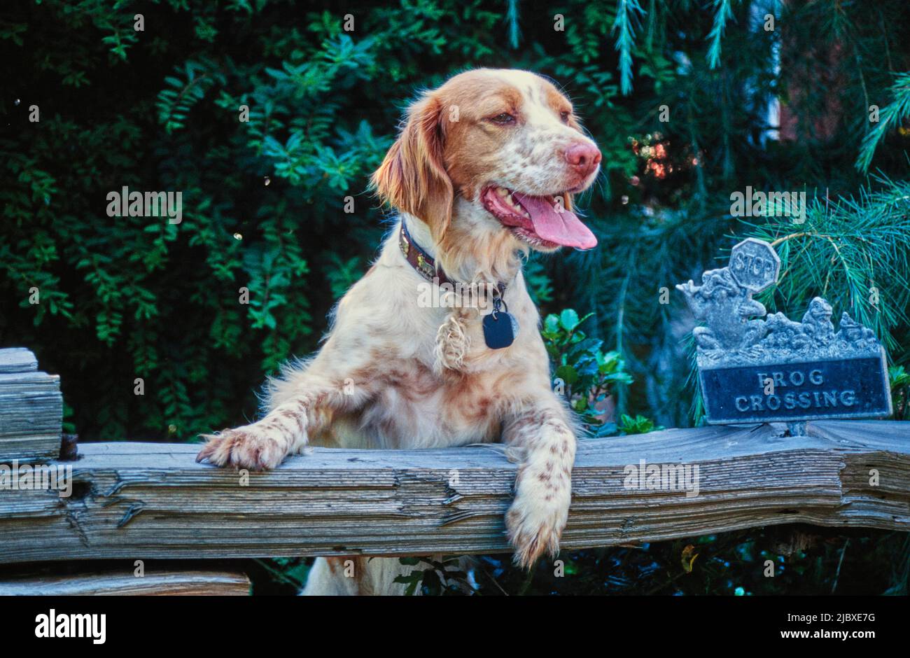 Ein bretonischer Hund, der mit seinen Pfoten auf einer Schiene sitzt Stockfoto