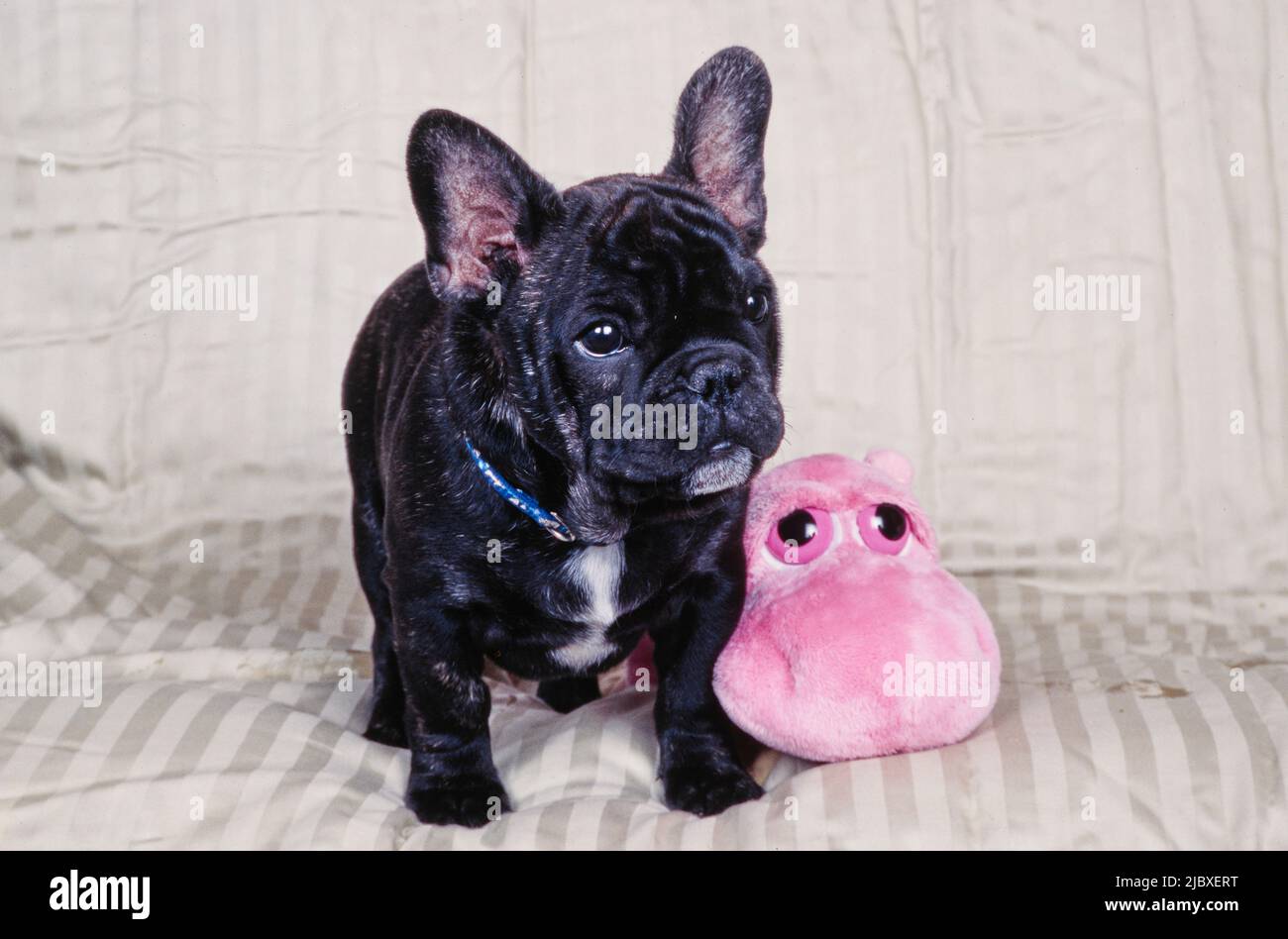 Ein gestrolter französischer Bulldogge-Welpe, der auf einer gestreiften Decke mit einem rosa Stofftier sitzt Stockfoto