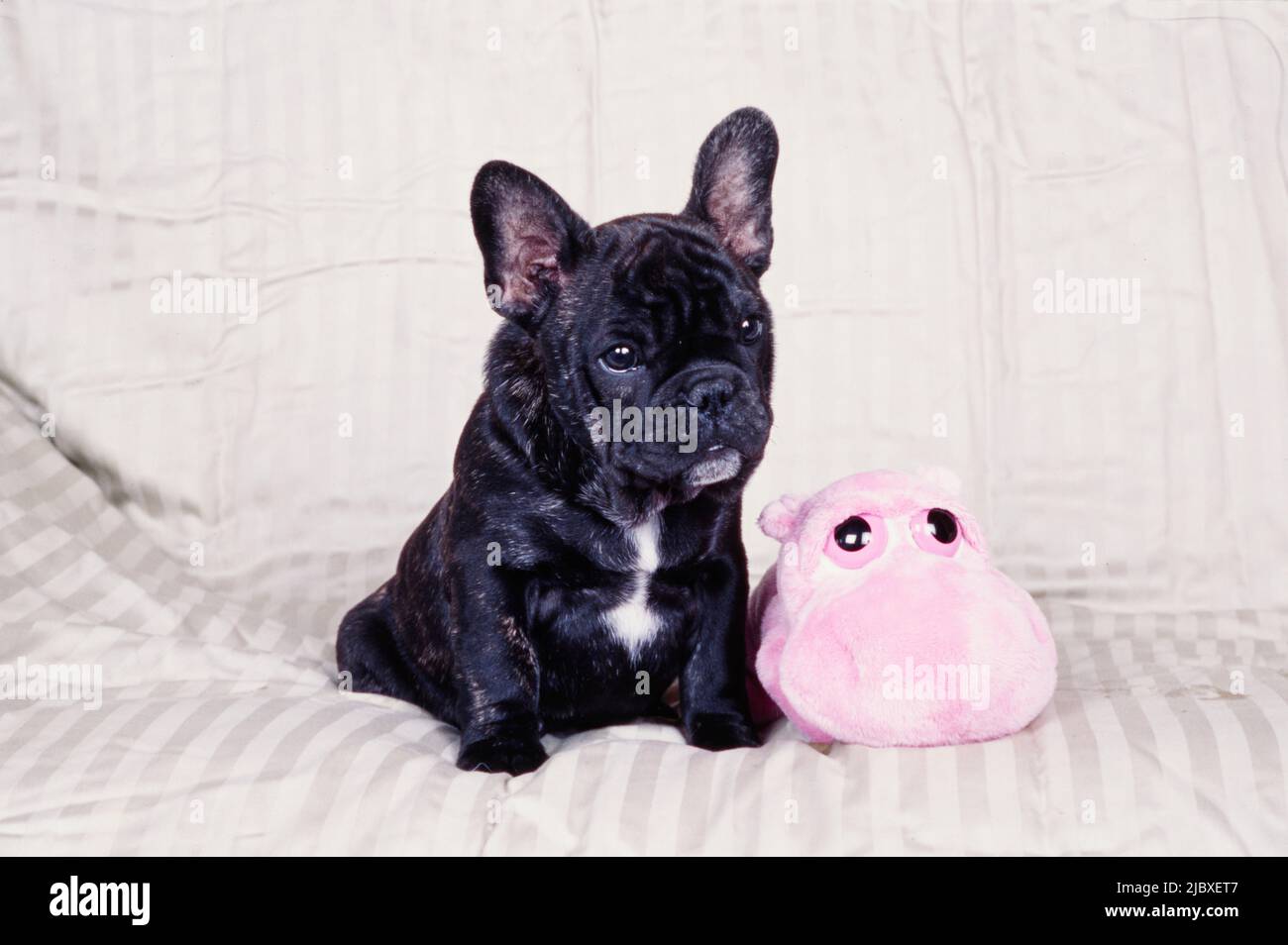 Ein gestrolter französischer Bulldogge-Welpe, der auf einer gestreiften Decke mit einem rosa Stofftier sitzt Stockfoto