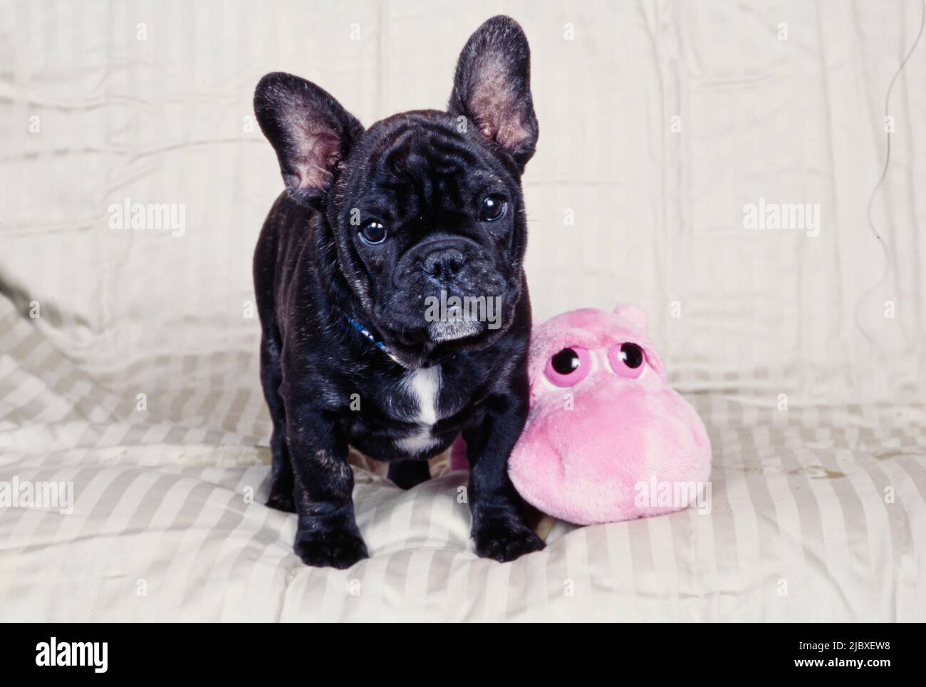 Ein gestrolter französischer Bulldogge-Welpe, der auf einer gestreiften Decke mit einem rosa Stofftier steht Stockfoto