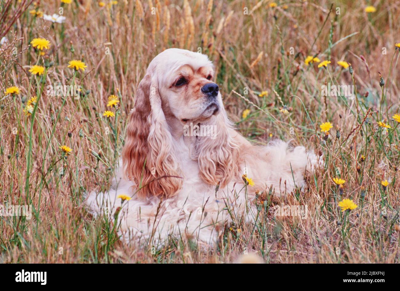 Ein goldfarbener amerikanischer Cocker Spaniel, der in hohem Gras und gelben und weißen Wildblumen liegt Stockfoto
