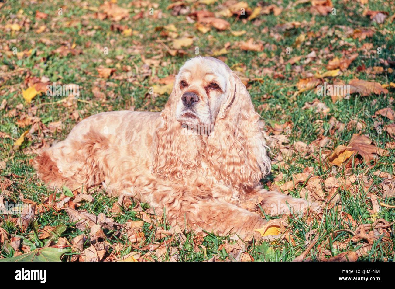 Ein goldfarbener amerikanischer Cocker Spaniel, der in Gras und Blättern liegt Stockfoto