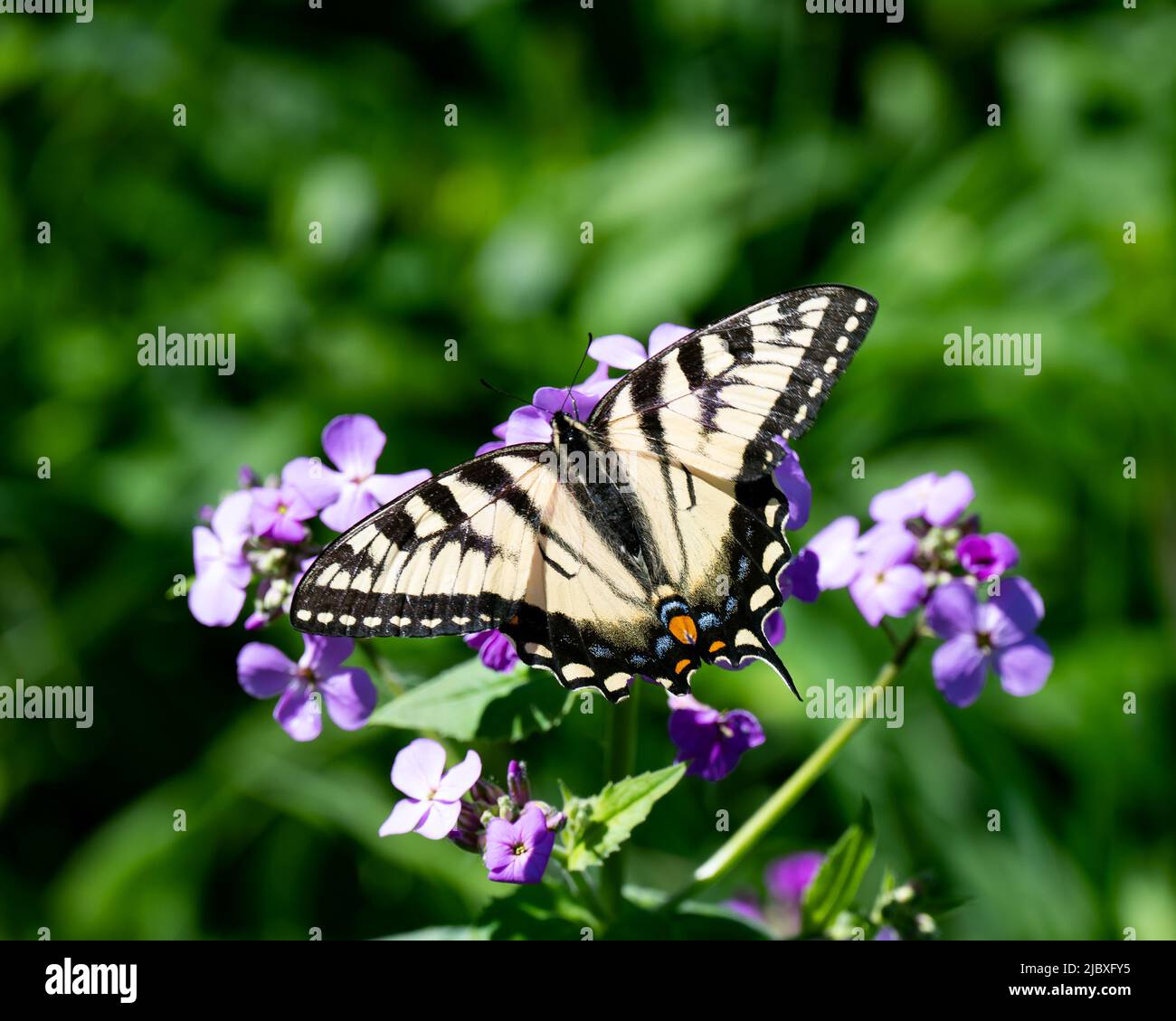 Ein östlicher Tiger-Schwalbenschwanzschmetterling, Papilio glaucus, bestäubt Dame's Rocket, Hesperis matronalis, blüht in einem Garten Stockfoto