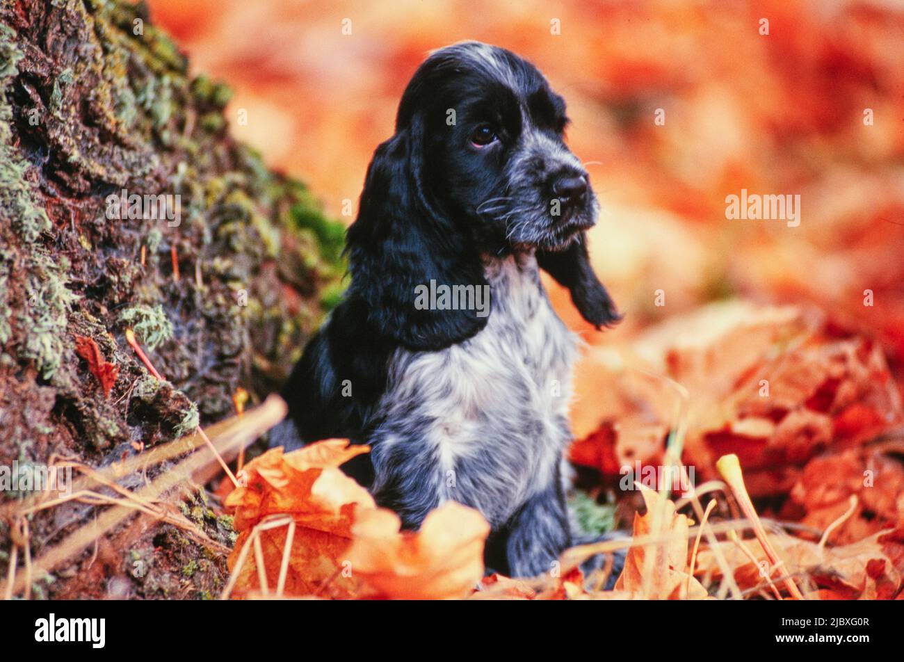 Ein blauer Roan englischer Cocker Spaniel Welpe sitzt in Herbstblättern Stockfoto
